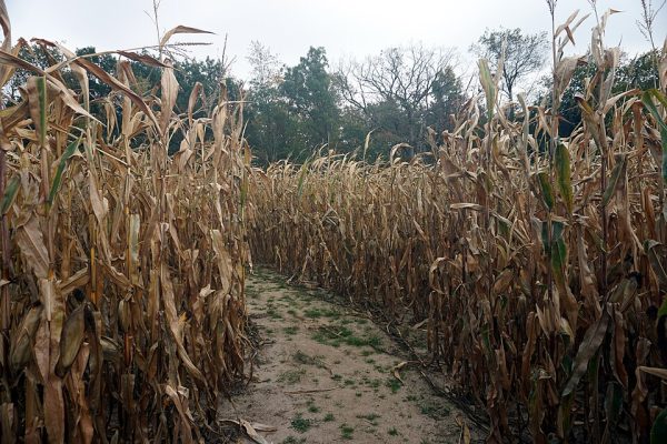 Grand Labyrinthe de l&rsquo;Horreur — Halloween